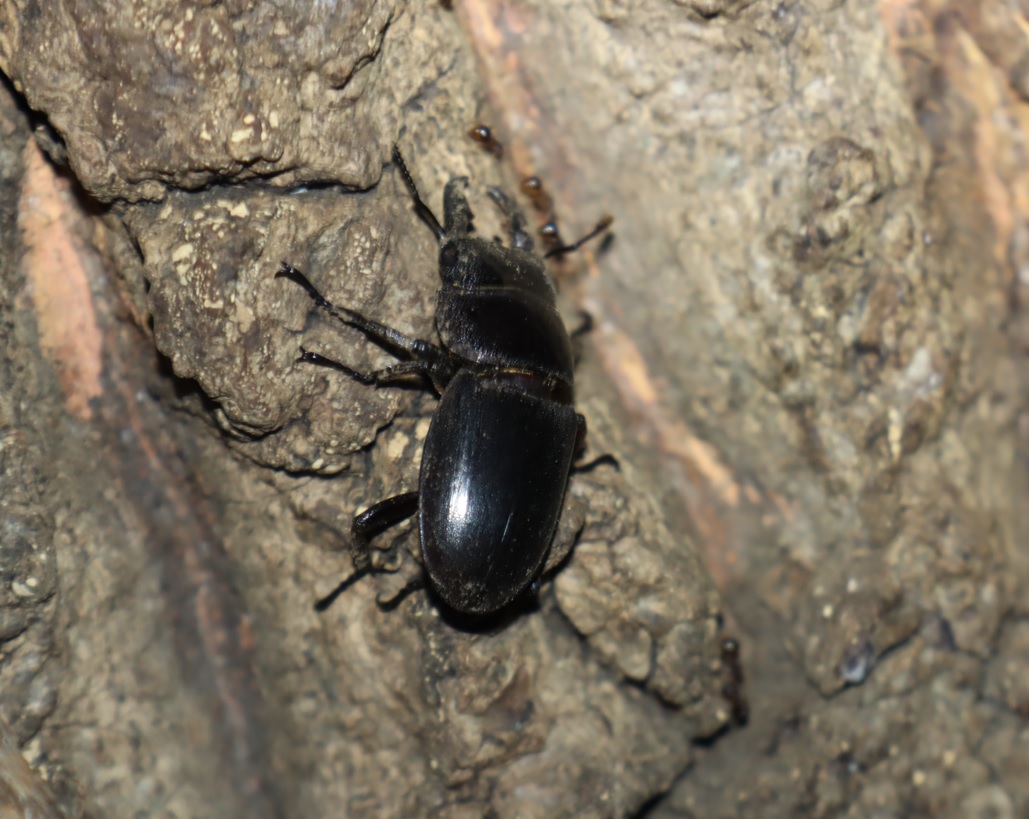 ヒラタクワガタ30mm♂_No.4のクヌギ_クワガタ達のオアシス_2023年8月7日19時20分 気温29度